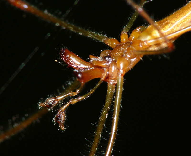 Copula di Tetragnatha
